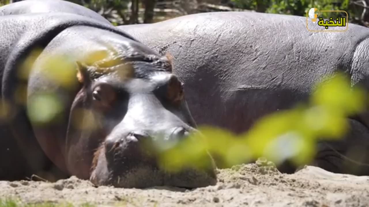 animals