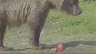 Fishing with the Grizzly Bears in Alaska