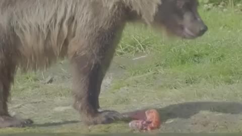 Fishing with the Grizzly Bears in Alaska