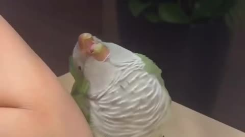 Dancing with Daddy Rescued Bird