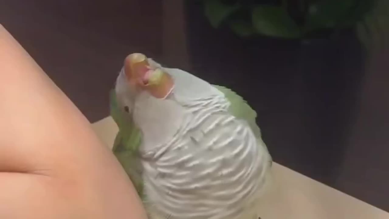 Dancing with Daddy Rescued Bird