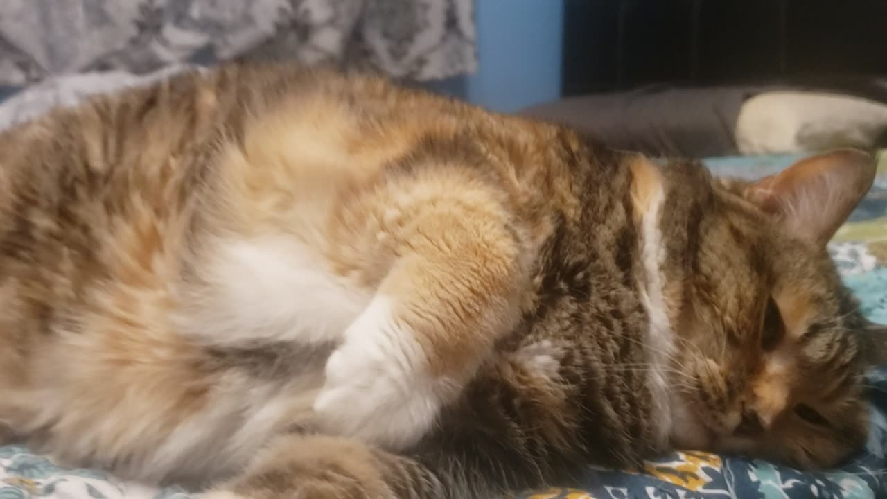 OMG Look at This Cat’s Belly After a Brush—Relaxation Level 100