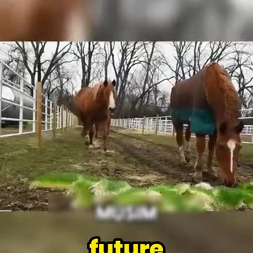 The FUTURE of Farming? This FEED Grows in DAYS!