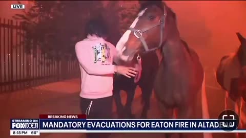 🚨 NOW: People are fleeing the Palisades Fire with their horses