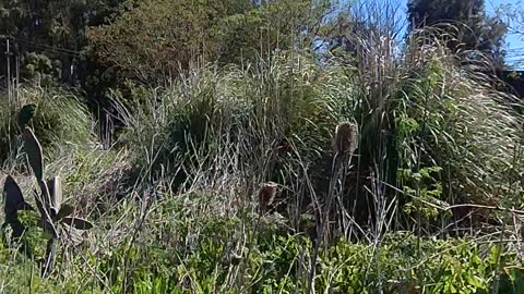 Rally Car Flips Towards Spectators