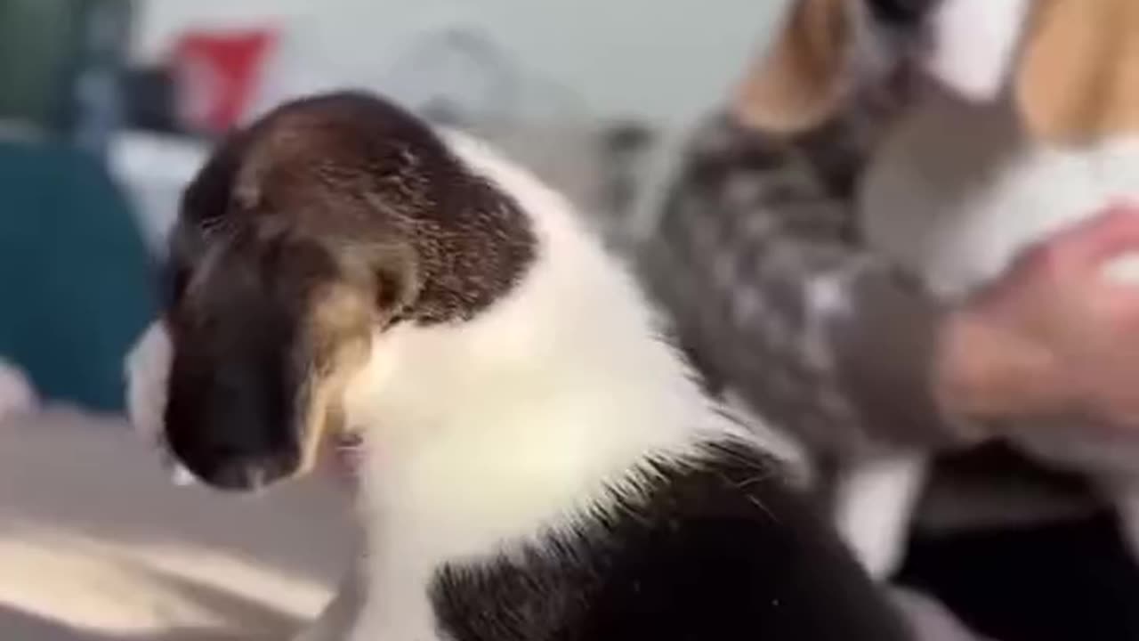 Funny moments for dogs