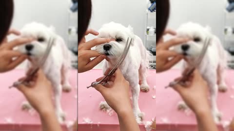 Adorable Puppy Gets a Makeover!