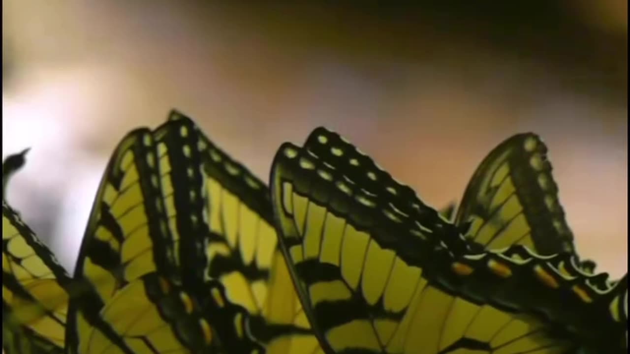 butterflies love Urine