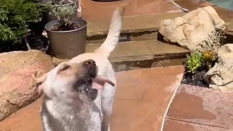 Funny Dog Videos