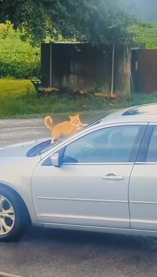 Very funny Cat Moments