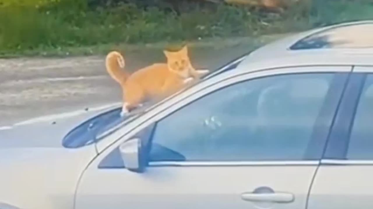 Very funny Cat Moments