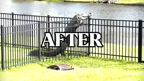 DID YOU KNOW THIS ABOUT ALLIGATORS?