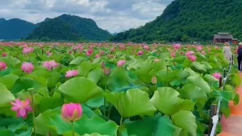 Peaceful Outdoor Views 🌳 Stunning Nature Scenes 🐦🌺 Amazing Nature Views 🍃 #Shorts