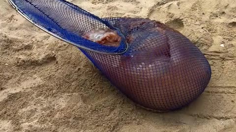 Rare Sea Creature Pulled From Shore Sparks Debate