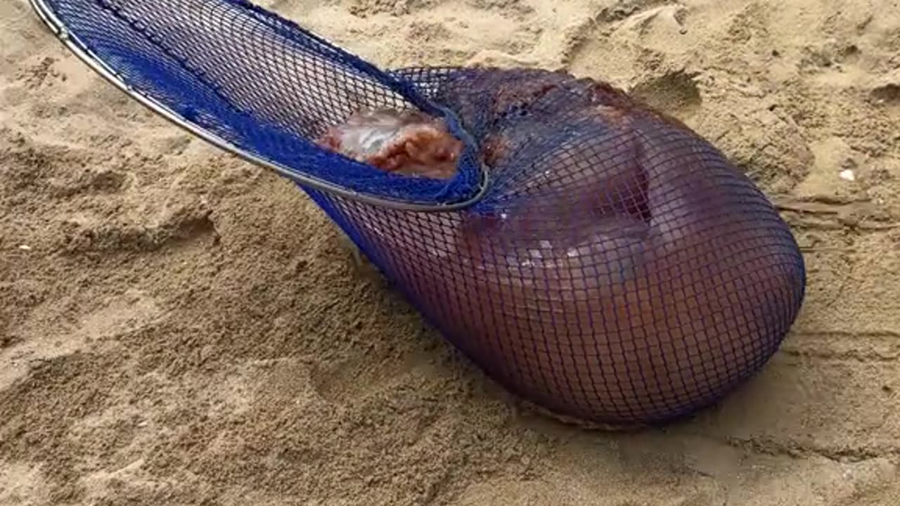 Rare Sea Creature Pulled From Shore Sparks Debate