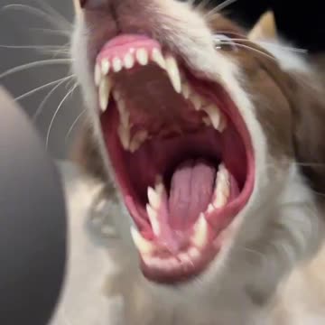 The Blow Dryer vs. the Puppy