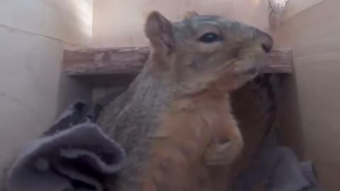 Poor squirrel gets startled and checks to see if he is having a heart attack LOL