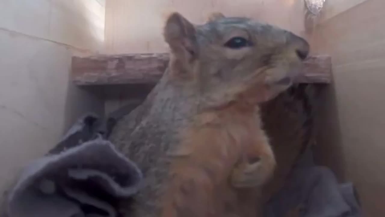 Poor squirrel gets startled and checks to see if he is having a heart attack LOL