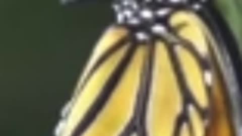 Independent emerging butterfly metaphorical analogy