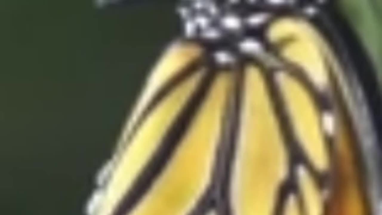 Independent emerging butterfly metaphorical analogy