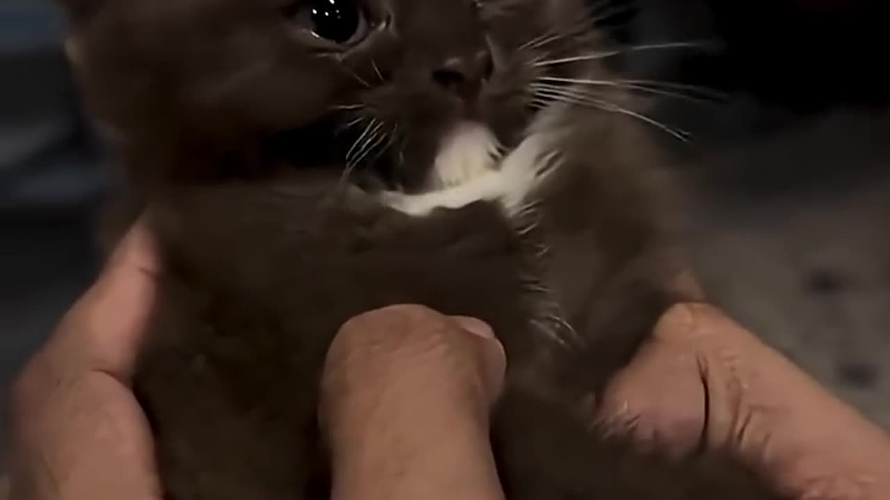 This Cat Committed Tax Fraud 💰