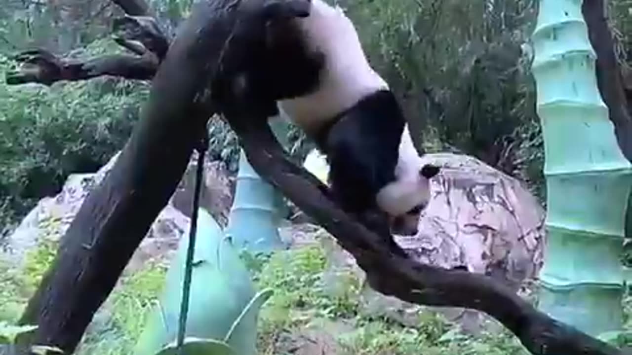 How do pandas still exist? Oof!
