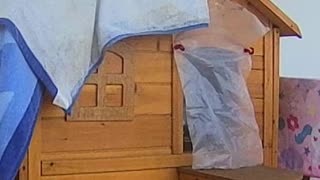 EA S181 - Bathing Cinnamon