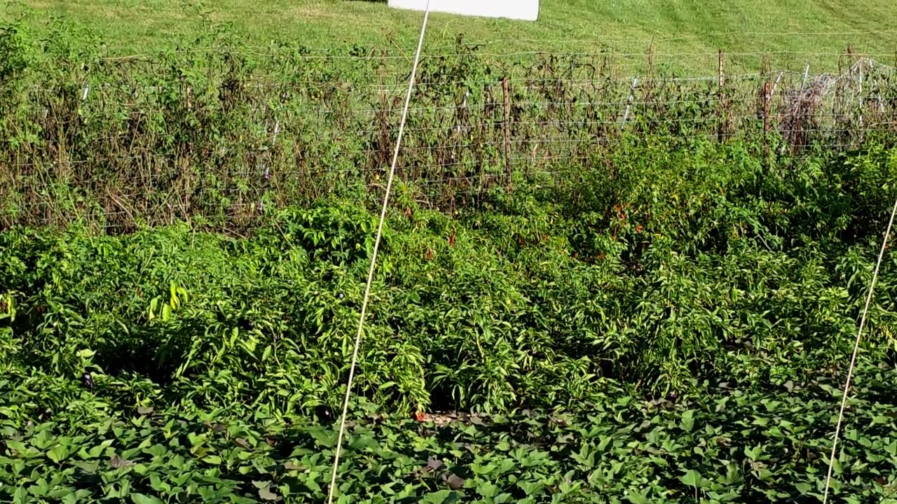 Farmers' Market Update & What's Growing 10-2-25