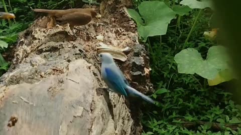 Turdus grayi vs Turdus grayi and blue-gray tanager