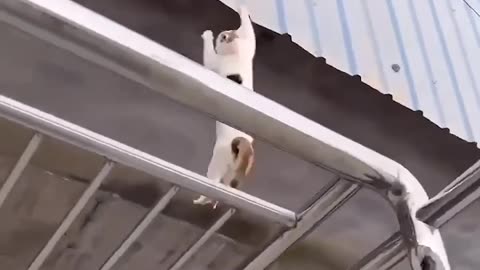 Try Not To Laugh 😂💦 (Cats doing flips)