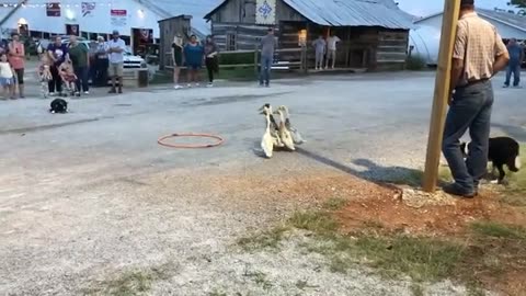 Dogs Herding Ducks