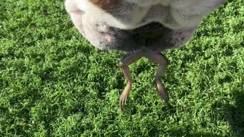 Bulldog doesn't Want to Give Up Frog