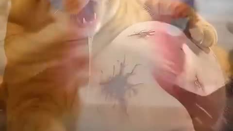 Breaking: Orange cat fight with a shark. Ai cartoon orange fat cat funny video