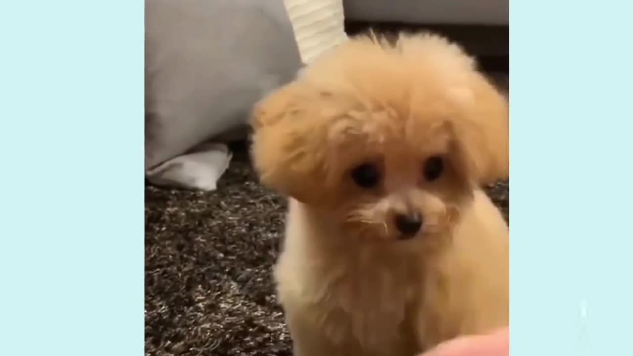 OMG! These Puppies Are TOO Cute! Fluffy Fun & Adorable Moments!