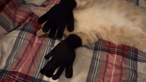 Black Gloves, Orange Cat