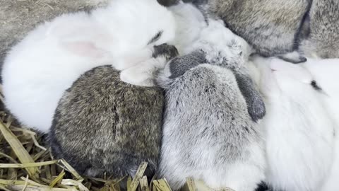 Watch this fluffy white bunny hop around with endless energy