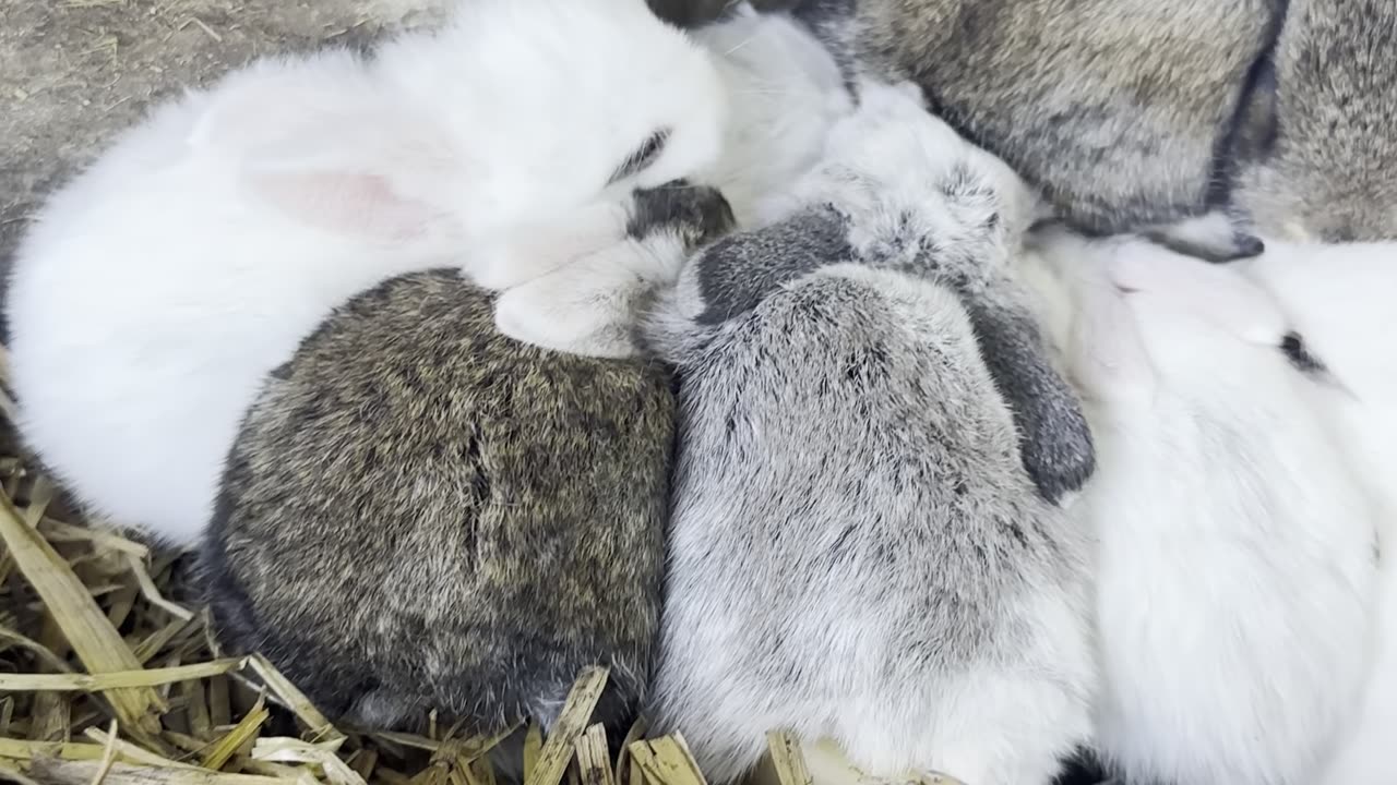 Watch this fluffy white bunny hop around with endless energy