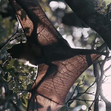 Nature s original Halloween icon 🦇 #Shorts #Halloween #Bat