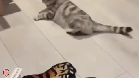 Dog's Comedy Videos 🤣 so cute videos 😍 funny videos in puppies comedy scenes 🤣 so cute 🥰