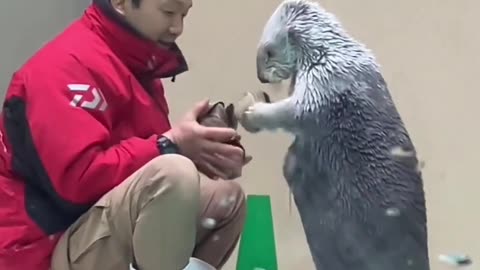 who could refuse such a little cuite