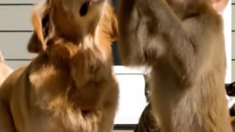 The monkey didn’t just blow the trumpet