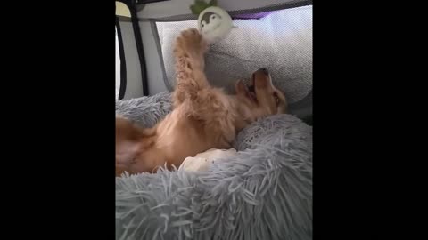Compilation: The Funniest Sleeping Positions Of Dogs & Cats This Year 😂💤