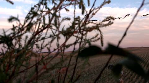 Crane Hunting In Saskatchewan - Inside The Blind