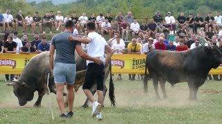 Zekonja od Madunića vs Kukan od Jozića Grude 2025
