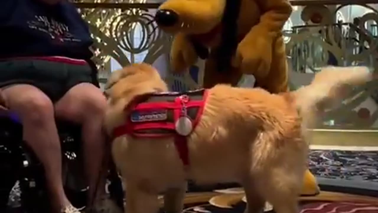 Service dog meets his favorite Disney character