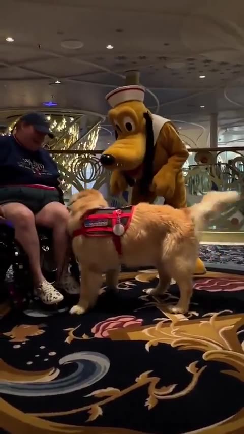 Service dog meets his favorite Disney character