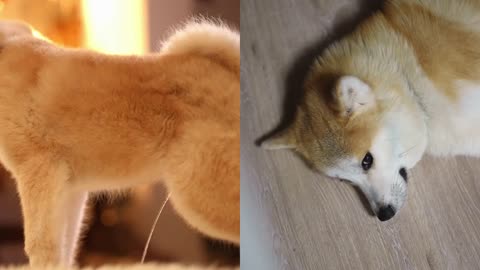Shiba Inu (SHIB) Price Holds Steady With Whale Activity Stabilizing