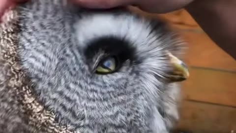 Owls are the cutest