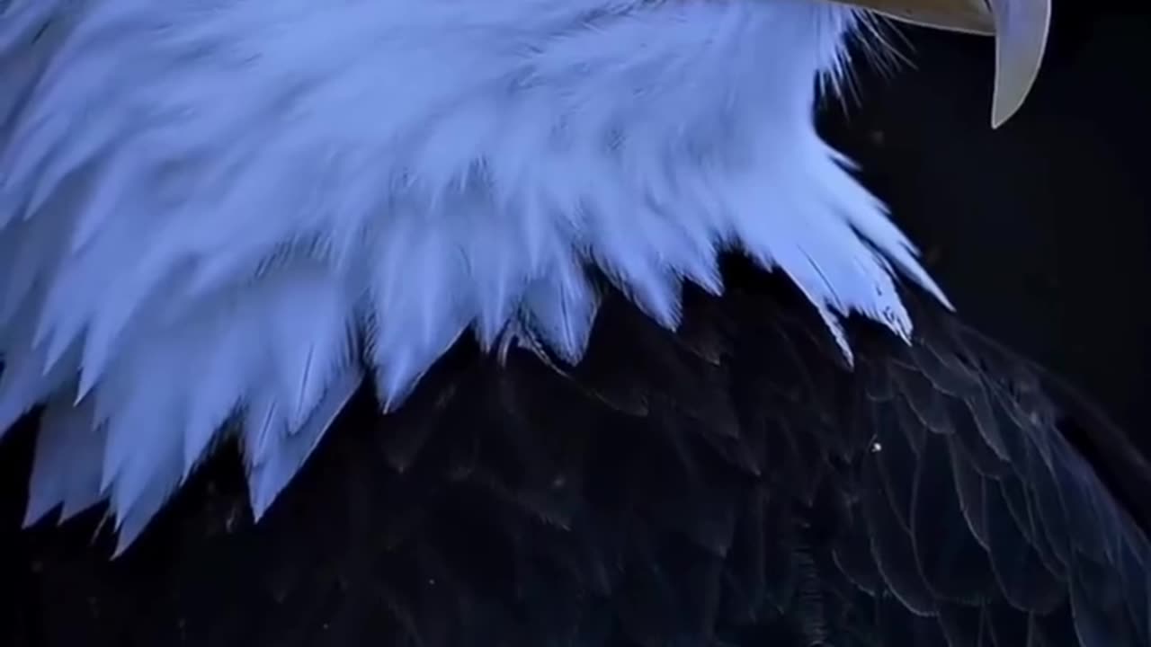 Biggest guilt || Eagle 🦅 Attitude || True lines || Motivational Status #shorts #motivationalquotes