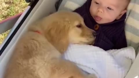 Puppadog Videos
